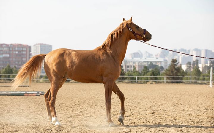 Azərbaycanda atların dərisinin altına mikroçip yerləşdiriləcək