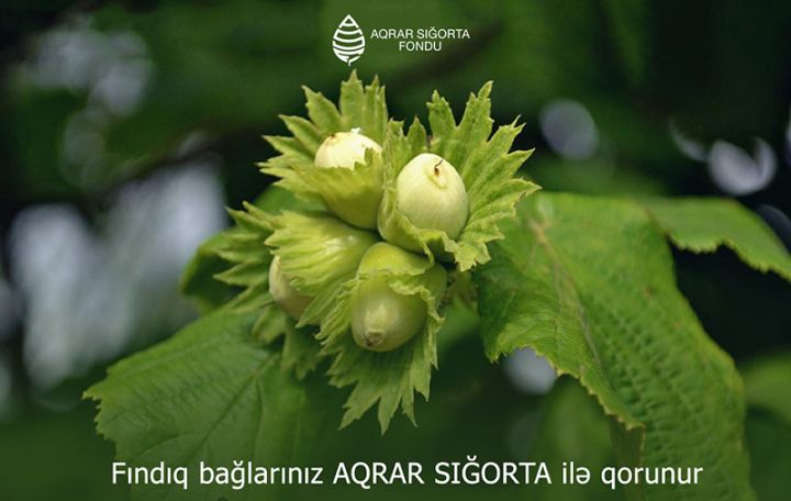 Azərbaycanda fındıq bağlarının güzəştli sığortası başlayıb - ŞƏRTLƏR, QİYMƏTLƏR, MƏBLƏĞLƏR