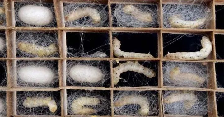 Azərbaycan və Özbəkistan ipəkçilik sahəsində birgə müəssisə yaradır