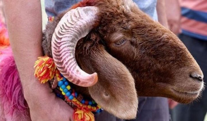 Qurban bayramınız mübarək!