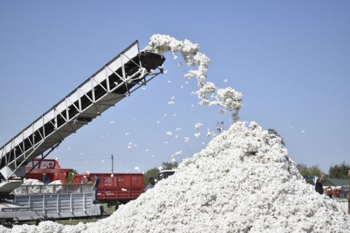 Dövlətə məxsus pambıq şirkətinin satışdan gəliri azalıb