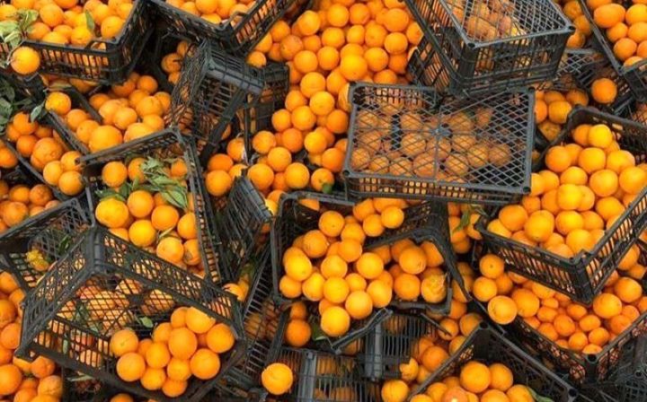 “Best Supply Company” şirkətinin İrandan gətirdiyi 19 tondan çox portağal məhv edildi