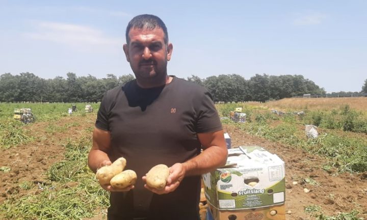 KOBİA kartof ilə məşğul olan fermerlərdə ümid yaradıb