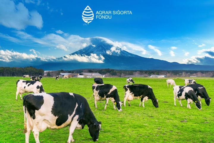 Qiyməti 2000 manat olan mal-qara 122-190 manata sığortalanır