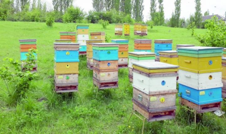 Mağazası olan iri arı təsərrüfatı - 700-dən artıq arı ailəsi bəslənilir
