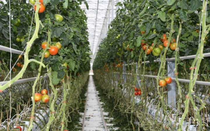 Bu il Kamçatkada ilk müasir istixana kompleksi istifadəyə veriləcək