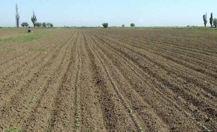 "Torpağa səpilən pambıq çiyidləri çürüyə bilər"