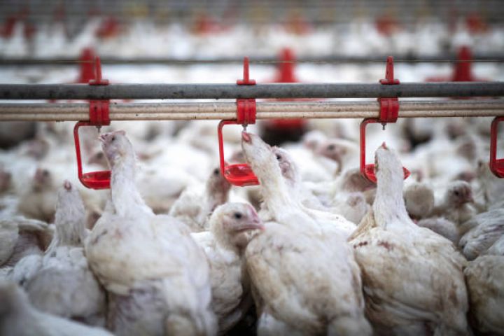 “Qamışlıq, təpəlik, daşlıq torpaq sahəsi belə bizə ayrılsa, fabrik tikə bilərik”