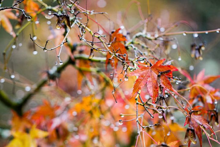 Dekabr ayının hava proqnozu açıqlandı