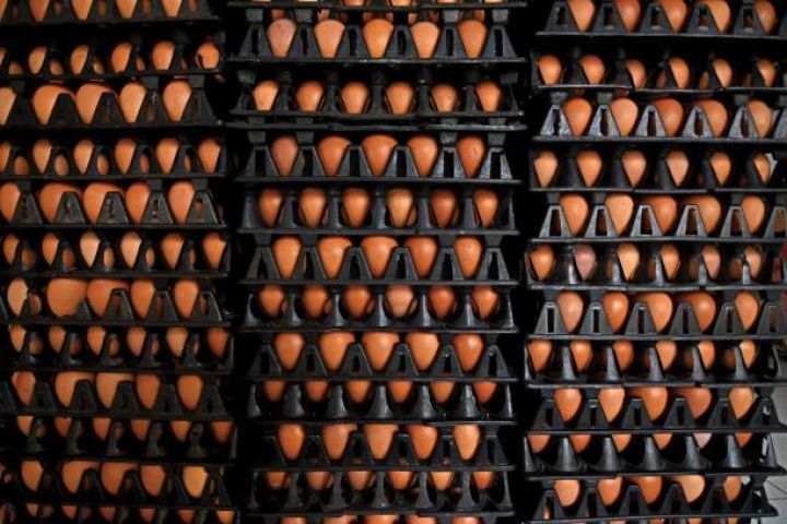 “Hicaz quşçuluq” damazlıq yumurta istehsalı fabrikinin təməli qoyulub