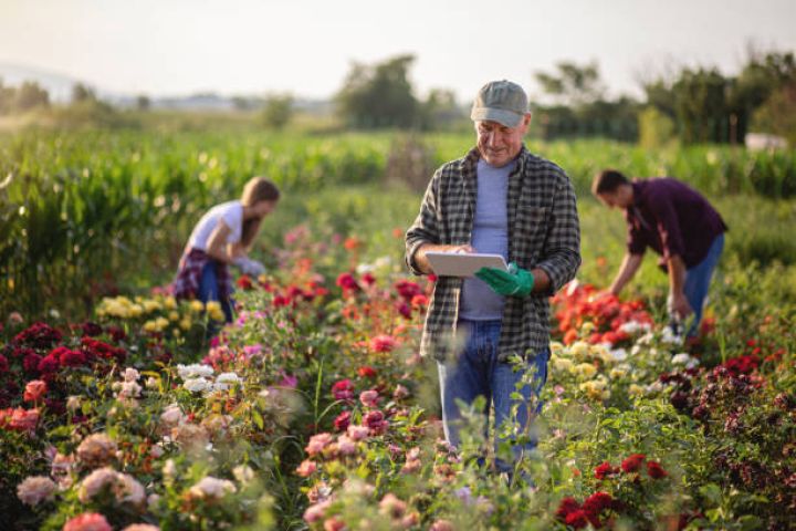 Gül istehsalçılarına vergi güzəştlərinin verilməsi məsələsi müzakirə edilib