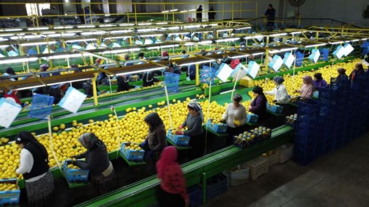 Türkiyə limon ixracını dayandırır