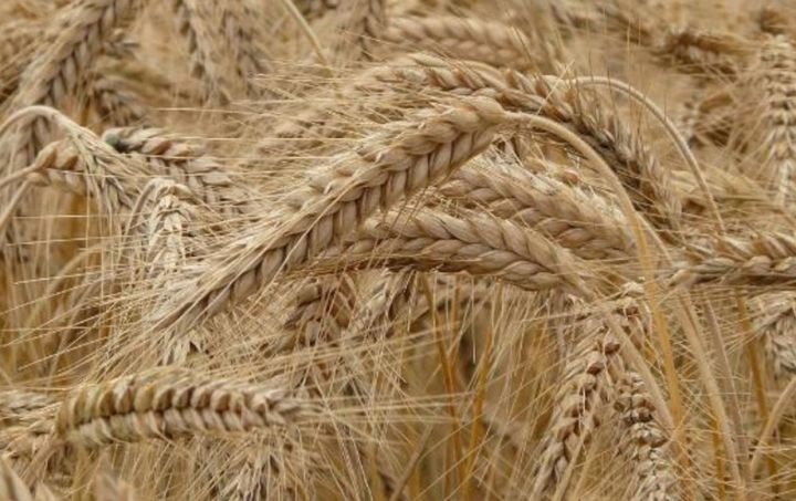 Qazaxıstan Azərbaycana taxıl tədarükünü artırmağa hazırdır