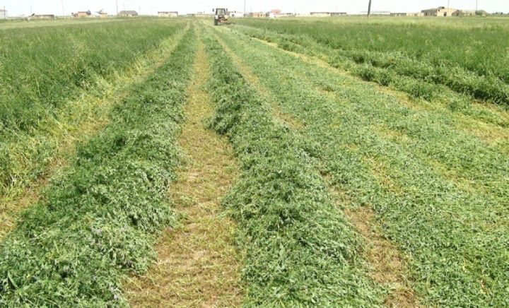 Azərbaycanda yonca sahələrinin sığortalanması başlandı – ŞƏRTLƏR, QİYMƏTLƏR