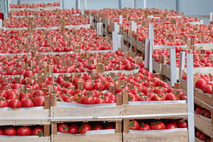 Xarici ölkələrə 158 min ton satılıb, 175 milyon dollar gəlir götürülüb