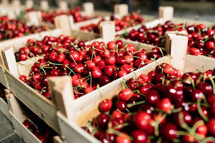 Sığortalanan gilas bağları - 2 DƏFƏ ARTIB