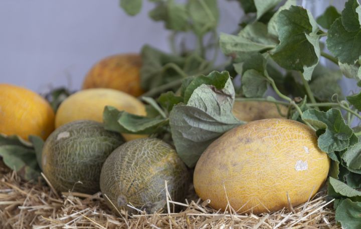 Kürdəmir rayonunda “Bostan Fesivalı” keçiriləcək - TARİX