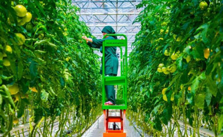 Azərbaycanda 3 mindən çox istixana fəaliyyət göstərir