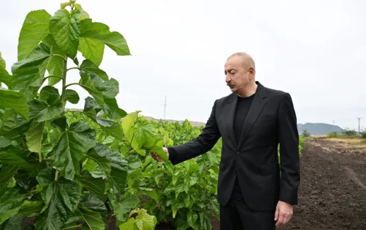 İlham Əliyev tut bağında görülmüş işlərlə tanış olub