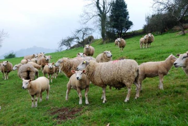 Azərbaycanda mal-qaranın, qoyun və keçilərin sayı azalıb