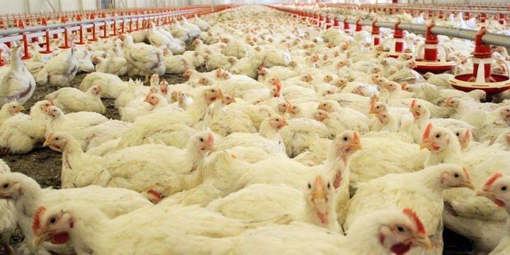 "Banvit"in istehsalı dayana bilər