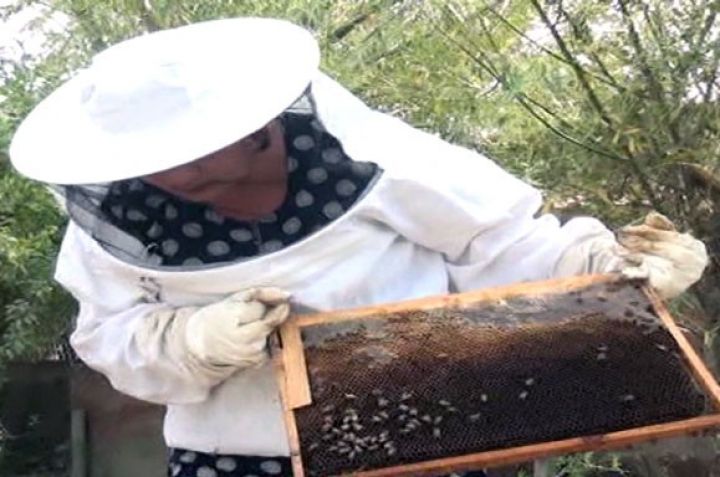 4 arı ailəsilə biznesə başladı, indi istehsalı düşünür - Qadın fermer