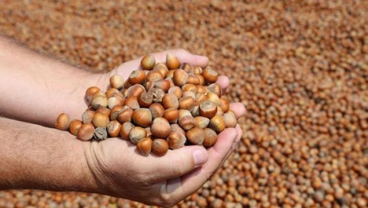 Balakənin fındıq bağlarından 5 min ton məhsul gözlənilir