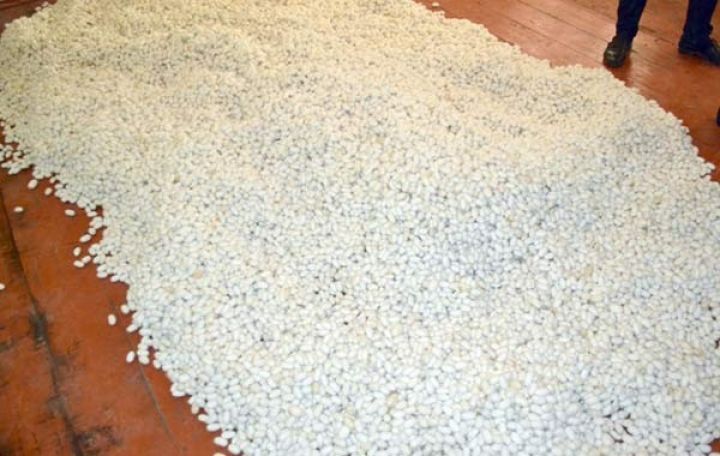 “Şəki-İpək” ASC-yə 5,5 tona yaxın barama təhvil verilib