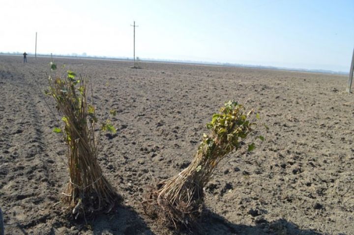 Yeni fındıq bağları salınır