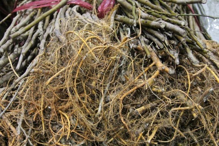 Çindən 1 milyon ədəd gətirildi, 38 rayona paylanılacaq