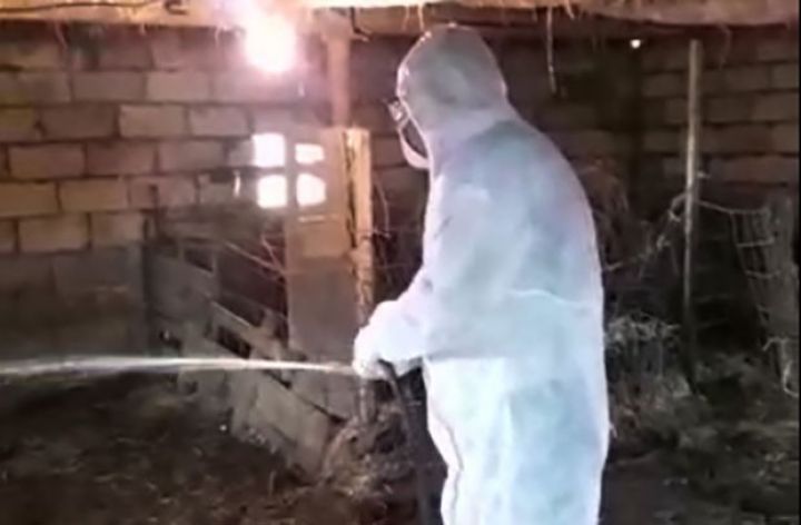 Xırdabuynuzlu heyvanlar xəstəlikdən kütləvi ölür? - AÇIQLAMA