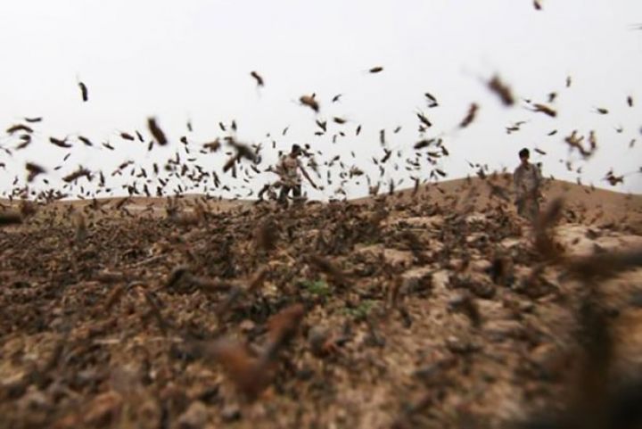 Əkini bir neçə saatda yararsız hala salırlar - HƏDDİNDƏN ÇOX ARTIBLAR