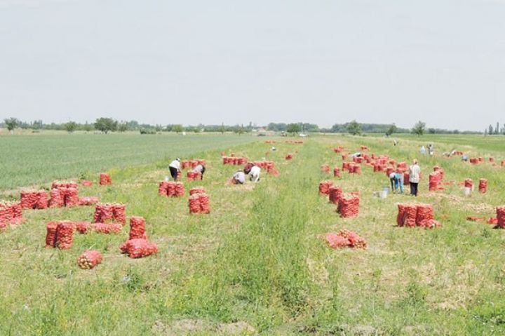 Soğan yığımına başlandı