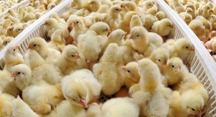 50-55 min cücə istehsalı mümkündür - İSTİFADƏYƏ VERİLDİ