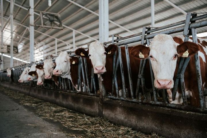 "Özbaşına müalicə, peyvəndləmə, çimizdirilmə yolverilməzdir" - MÜRACİƏT