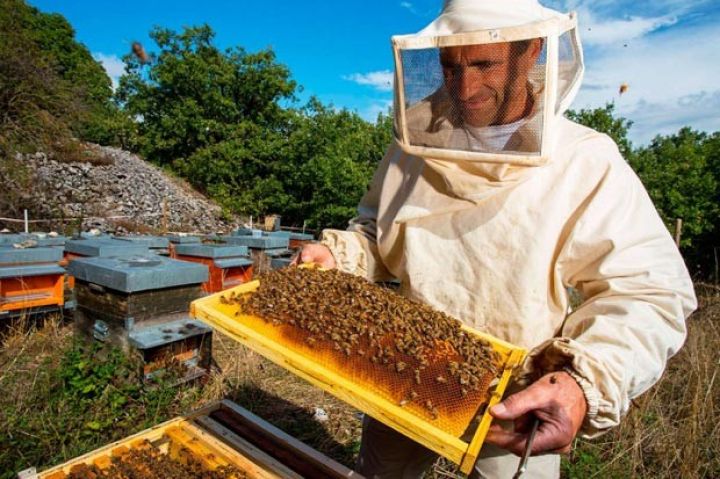 Samux arıçıları birləşdi