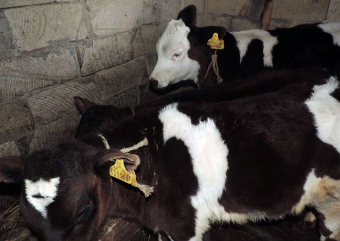 "Cins heyvanlar yerli cinslərdən 3 dəfə çox gəlir gətirir"