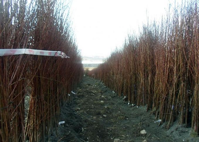 Aqropark 415 hektar meyvə bağı salacaq 