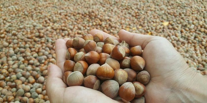 Türkiyə, Azərbaycanda fındıq planlarının baş tutmadığını iddia edir