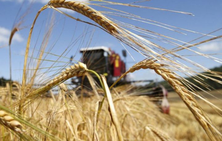 Azərbaycanda təxminən 1 milyon hektarda taxıl əkiləcək