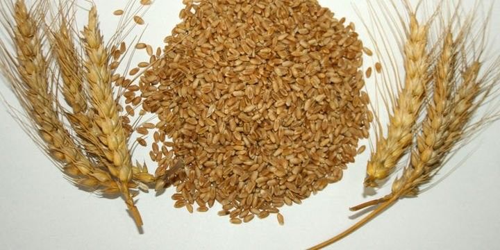 Azərbaycanda taxıl istehsalı azalıb