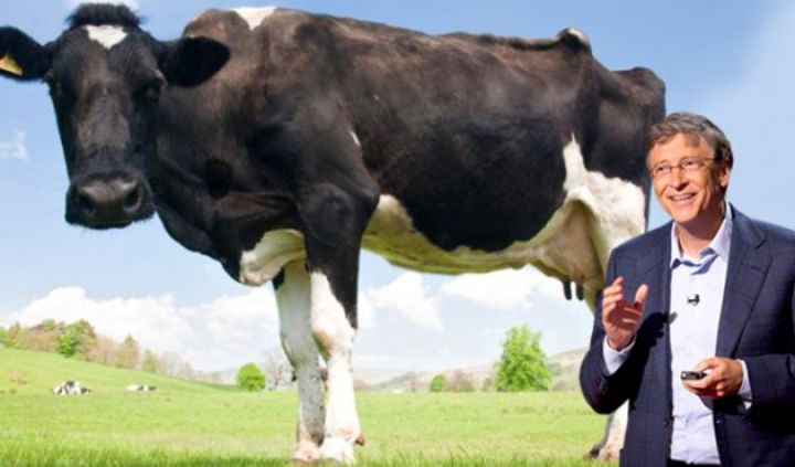 Bil Qeyts "super inək" yaratmaq üçün milyonlar ayırdı