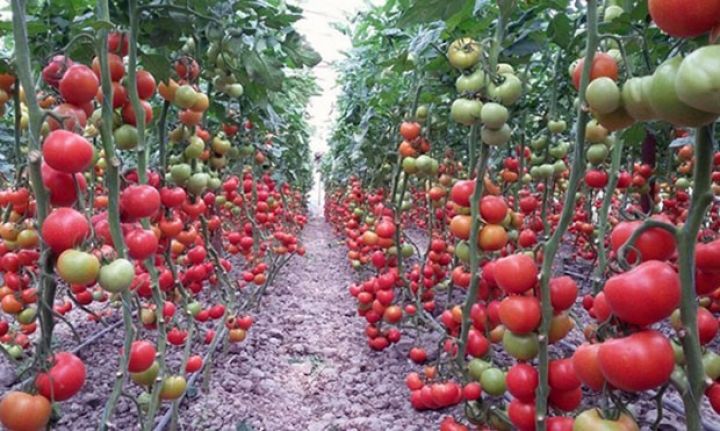 "İstixanaların hamısında pomidor yetişdiriləcəksə, bazar tapmaq çətin olacaq"