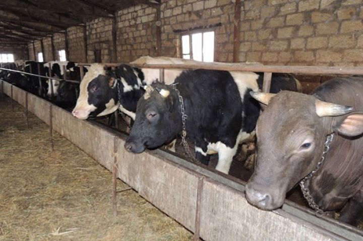 Heyvandarlıq təsərrüfatlarına xəbərdarlıq