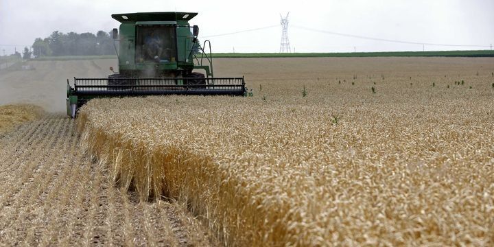 Buğdada orta məhsuldarlıq 30 senteneri keçib