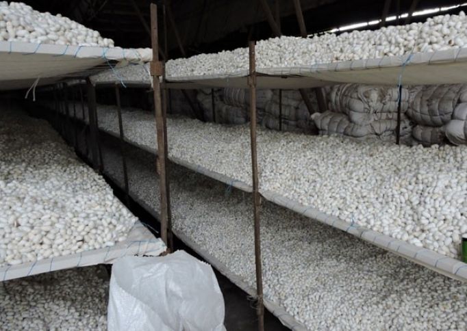 Bu günədək 451 ton tədarük olunub