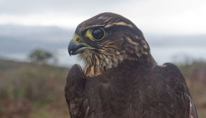 Bu Fed sədri "dörd" deyir