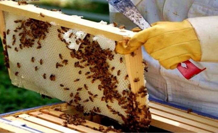 “Padar Aqro”  arıçılıq təsərrüfatı yaradır