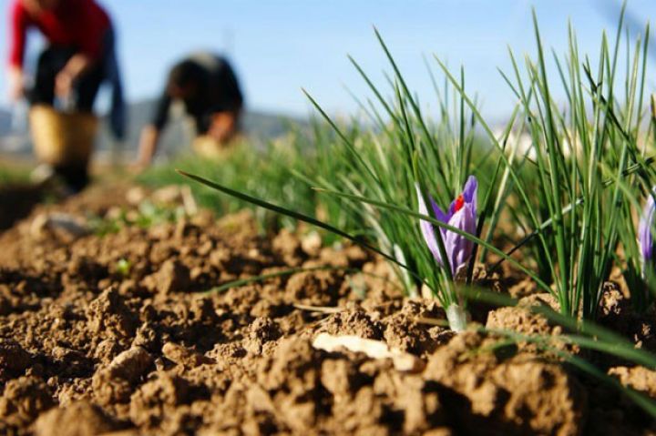 Zəfəran istehsalı ilə bağlı dövlət proqramı hazırlanacaq 