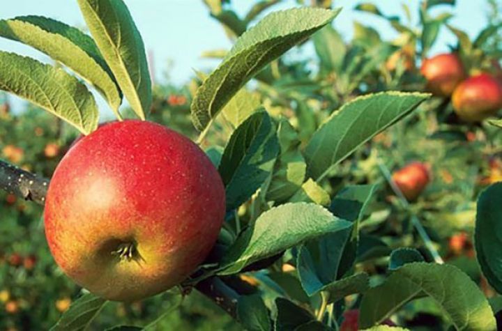 Həfətinin ilk iş gününün hava proqnozu açıqlanıb